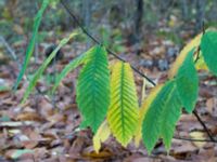 Castanea sativa Salvikendungen, Kävlinge, Skåne, Sweden 20151108_0013