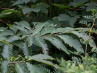 Castanea sativa Tobisvik, Simrishamn, Skåne, Sweden 20160727_0128