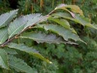 Castanea sativa Tobisvik, Simrishamn, Skåne, Sweden 20160727_0129