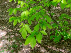 Fagus orientalis - Oriental Beech