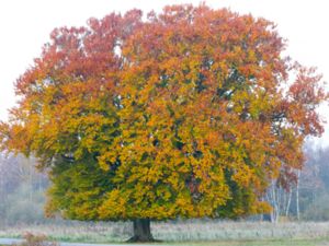 Fagus sylvatica - European Beech - Bok