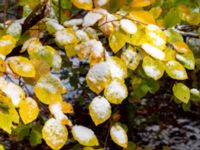 Fagus sylvatica Askafäladen, Hörby, Skåne, Sweden 20181028_0034