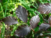 Fagus sylvatica NO Industrigatan, Färjestaden, Mörbylånga, Öland, Sweden 20190609_0151