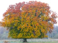 Fagus sylvatica Silvåkrakärret, Lund, Skåne, Sweden 20151031_0065