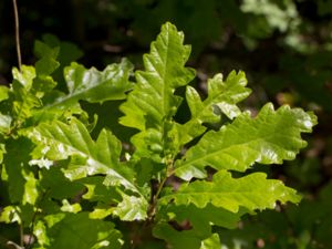 Quercus cerris - Turkish Oak - Turkisk ek