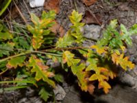 Quercus cerris Valenciagatan, Malmö, Skåne, Sweden 20181119_0002