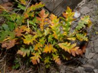 Quercus cerris Valenciagatan, Malmö, Skåne, Sweden 20181119_0003