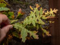 Quercus cerris Valenciagatan, Malmö, Skåne, Sweden 20181119_0005