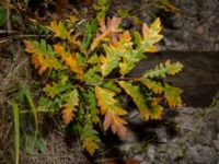 Quercus cerris Valenciagatan, Malmö, Skåne, Sweden 20181119_0007