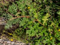 Quercus cerris Valenciagatan, Malmö, Skåne, Sweden 20190907_0022