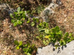 Quercus ilex - Evergreen Oak - Stenek