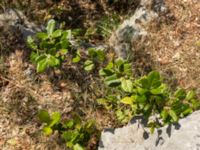 Quercus ilex Botanical Garden Biokovo, Kotinica, Tucepi, Croatia 20170804_1759