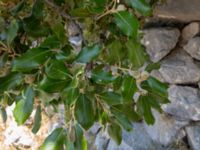 Quercus ilex Botanical Garden Biokovo, Kotinica, Tucepi, Croatia 20170804_1762