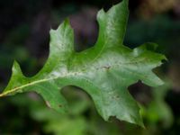 Quercus palustris Kurremölla, 560 m SV Ängeldal, Sjöbo, Skåne, Sweden 20191006_0176