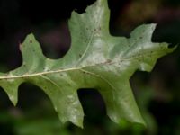 Quercus palustris Kurremölla, 560 m SV Ängeldal, Sjöbo, Skåne, Sweden 20191006_0177