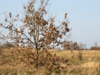 Quercus petraea Husie mosse, Malmö, Skåne, Sweden 20140330_0096