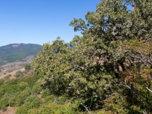 Quercus pubescens - Downy Oak - Ullek