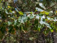 Quercus pubescens Biokovo Nature Park, Tucepi, Croatia 20170802_1405