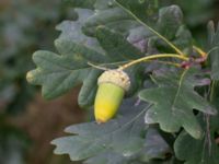 Quercus robur Djungelparken, Bunkeflostrand, Malmö, Skåne, Sweden 20210918_0021