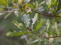 Quercus robur Husie mosse, Malmö, Skåne, Sweden 20140920_0019