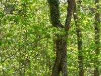 Quercus robur Lenstad, Mörbylånga, Öland, Sweden 20170526_0029