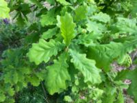 Quercus robur Lokstallarna, Malmö, Skåne, Sweden 20160523_IMG_4331