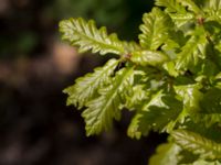 Quercus robur Solviken, Mölle, Höganäs, Skåne, Sweden 20150515_0183