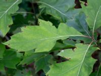 Quercus rubra 1,0 km NE Tåstarps kyrka, Ängelholm, Skåne, Sweden 20180711_0095