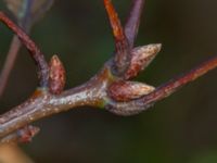 Quercus rubra Eket, Toarp, Malmö, Skåne, Sweden 20231113_0114