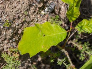 Quercus bicolor - Swamp White Oak