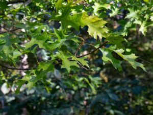 Quercus palustris - Pin Oak - Kärrek