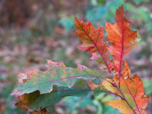 Quercus rubra - Northern Red Oak - Rödek