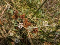 Cynanchum acutum Neretve Delta, Ploce, Croatia 20170803_1574