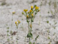 Blackstonia perfoliata Limhamns kalkbrott, Malmö, Skåne, Sweden 20170903_0096