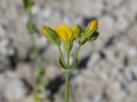 Blackstonia perfoliata Limhamns kalkbrott, Malmö, Skåne, Sweden 20170903_0103