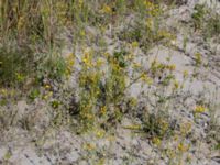 Blackstonia perfoliata Limhamns kalkbrott, Malmö, Skåne, Sweden 20170903_0106