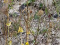 Blackstonia perfoliata Limhamns kalkbrott, Malmö, Skåne, Sweden 20180901_0127