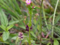 Centaurium erythraea Ljungskogen, Falsterbohalvön, Vellinge, Skåne, Sweden 20160617_0161