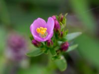 Centaurium erythraea Ljungskogen, Falsterbohalvön, Vellinge, Skåne, Sweden 20160617_0163