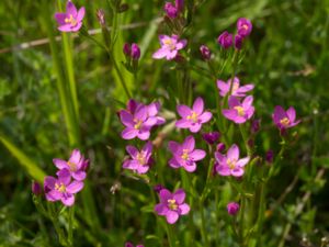 Centaurium littorale - Seaside Centaury - Kustarun