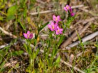 Centaurium littorale var. littorale Hyllie vattenrike, Malmö, Skåne, Sweden 20210704_0094