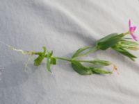 Centaurium pulchellum Eskiltorps ängar, Vellinge, Skåne, Sweden 20150803_0016