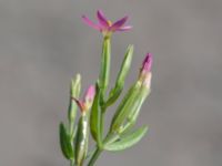 Centaurium pulchellum P-pl SV Emporia, Malmö, Skåne, Sweden 20240810_0061