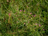 Centaurium pulchellum Terekudden, Bunkeflo strandängar, Malmö, Skåne, Sweden 20150724_0023