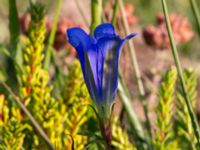 Gentiana pneumonanthe Skanörs ljung, Falsterbohalvön, Vellinge, Skåne, Sweden 20150823_0057