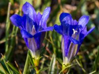 Gentiana pneumonanthe Skanörs ljung, Falsterbohalvön, Vellinge, Skåne, Sweden 20150823_0067