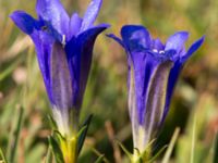 Gentiana pneumonanthe Skanörs ljung, Falsterbohalvön, Vellinge, Skåne, Sweden 20150823_0070