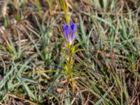 Gentiana pneumonanthe Skanörs ljung, Falsterbohalvön, Vellinge, Skåne, Sweden 20200718_0069