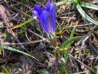 Gentiana pneumonanthe Skanörs ljung, Falsterbohalvön, Vellinge, Skåne, Sweden 20200718_0070