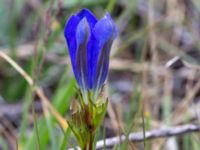 Gentiana pneumonanthe Skyttsie hage, Skanörs ljung, Falsterbonäset, Vellinge, Skåne, Sweden 20180710_0019